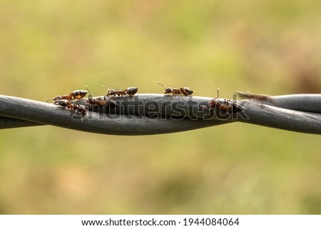 Single Ant Blurs As Others Hold Still along twisted metal fence