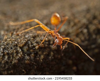 Single ant in the evening light