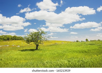 Single Apple Tree In Maine Blueberry Field.