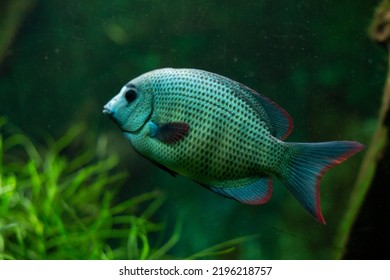 A Single Aquarium Fish. Close Up. Oceanarium. A Closeup Shot Of An African Cichlid Fish Swimming Underwater. Paretroplus Menarambo