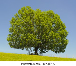 single ash tree