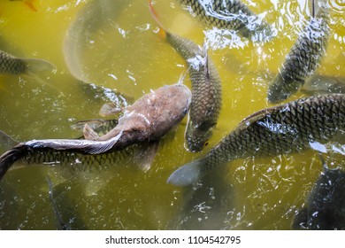 Single Asian Air Breathing Freshwater Catfish Stock Photo (edit Now 