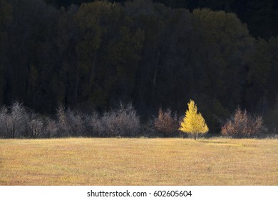 A Single Aspen Tree In Autumn Leaf Colours Against A Dark Background