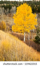 Single Aspen Tree In The Fall