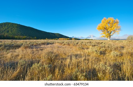 Single Aspen Tree With Golden Leaves At Jackson Hole Wyoming With The Grand Tetons In The Background.