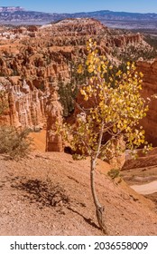 Single Aspen Tree Growing On The Hillside Over Bryce Canyon