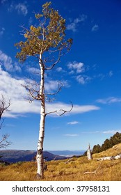 A Single Aspen Tree In A High Mountain Meadow.