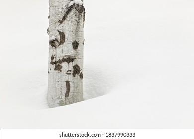 Single Aspen Tree Trunk On Snow Covered Hillside, Kalispell, Montana.