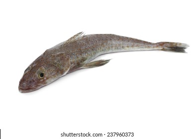 Single Australian fresh raw flathead fish isolated on white background