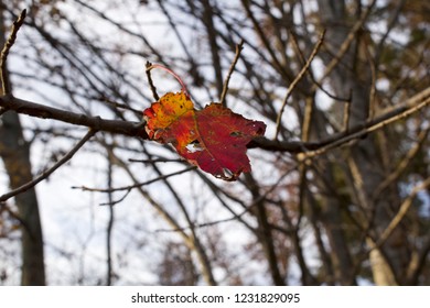 Single Autumn Leaf 