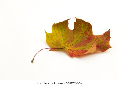 Single Autumn Leaf