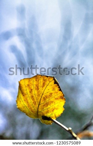 Similar – Image, Stock Photo Golden Autumn Environment