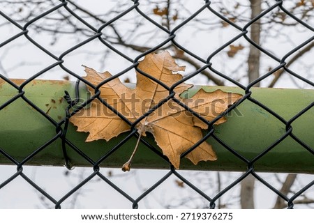 A single autumn leaf caught between the wires of the parking lot fence creates a natural composition that emphasizes freedom and captivity.