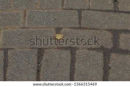 A single autumn leaf and loose grass dry grass seeds isolated on a paved outdoor surface image with copy space