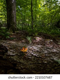 A Single Autumn Leaf On A Log In A Forest 