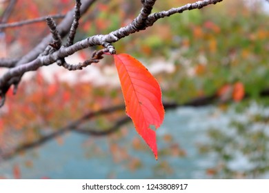 single autumn leaf on a tree branch