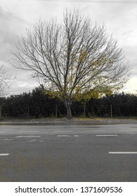 single autumn tree