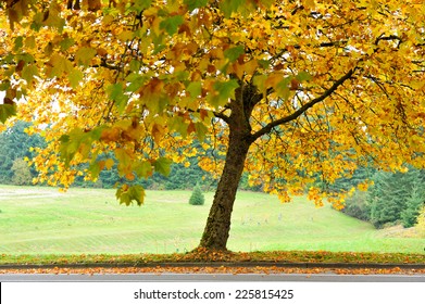 Single Autumn Yellow Maple In Redmond,Washington State