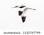 Single avocet in flight