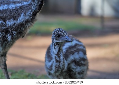 A Single Baby Emu Chick