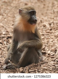 A Single Baby Mandrill Sitting, Watching