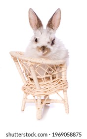 Single Baby Rabbit Sitting On A Chair Studio Cutout Isolated On A White Background