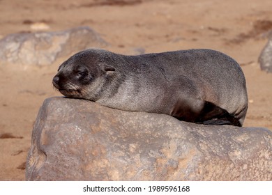 Single Baby Seal Sleeping On A Rock. Wild Seal At Cape Cross In Namibia. African Wildlife, Nature And Animal Photography. 