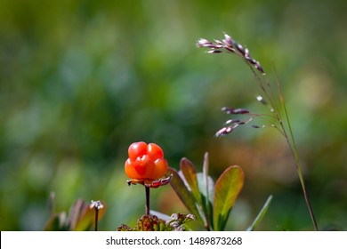 A single bakeapple berry on a stem among a marsh of bakeapple plants. A single strand of grass leans towards the plant.