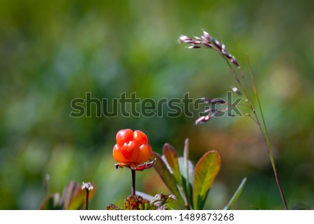 A single bakeapple berry on a stem among a marsh of bakeapple plants. A single strand of grass leans towards the plant.