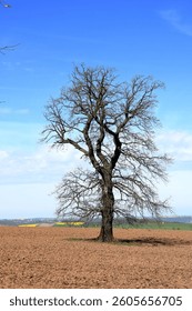 a Single bare ancient tree in a field in spring