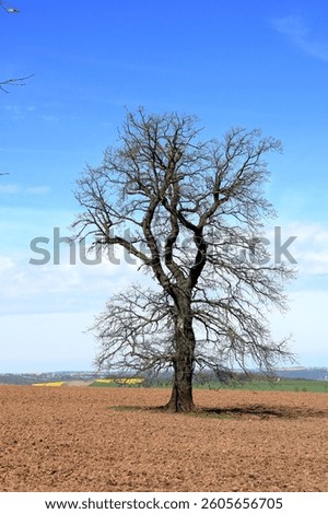 a Single bare ancient tree in a field in spring