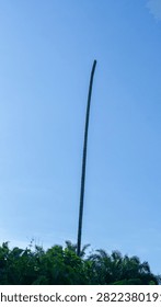 Single bare, leafless palm trunk standing tall against a vast blue sky above dense tropical greenery.
