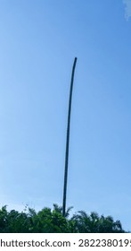 Single bare, leafless palm trunk standing tall against a vast blue sky above dense tropical greenery.