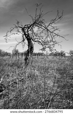 Single Bare Tree In Field Of Tall Grass Black And White
