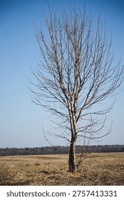 Single bare tree in open field under clear blue sky, minimal rural landscape, strong composition, natural background with wide copy space for text