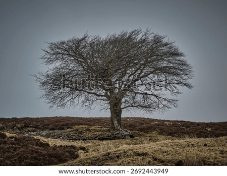 A single bare tree in a rural area against a gloomy sky background near Leadhills, South Lanarkshire, Scotland