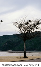 A single bare tree stands on the sandy edge of a beach road, with a solitary figure and a large, lush green hill dominating the backdrop of the tropical bay in Mandalika.