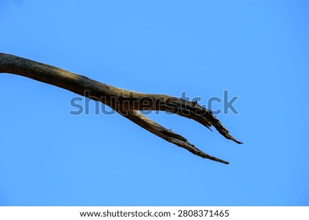 Single bare weathered dead tree branch reaching diagonally into an empty vivid blue sky showcasing the harshness of nature and organic textures in a stark minimalist composition