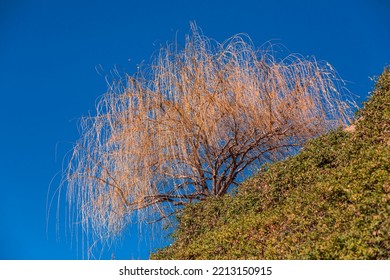 willow tree in winter