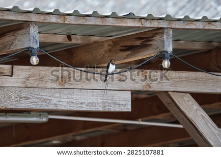 A single barn swallow with its distinctive forked tail rests on a black wire strung between weathered wooden beams