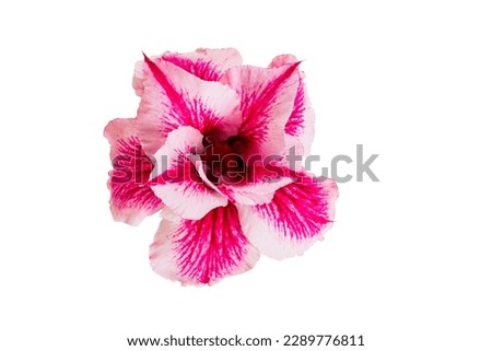 Single beautiful blooming tropical flower pink adenium, desert rose isolated on white background with clipping path, side view, closeup, horizontal format.