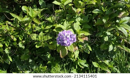 Single Beautiful Hydrangea flower on a bush in a garden in UK