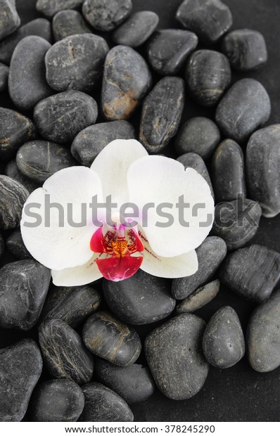 Single Beautiful Orchid Black Stones Stock Photo (Edit Now) 378245290