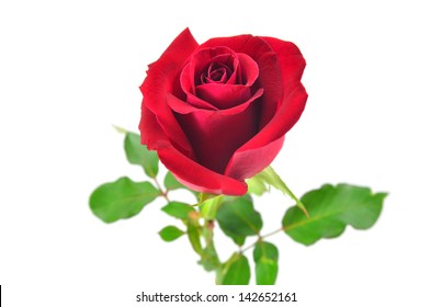 38,436 Red rose in rain Images, Stock Photos & Vectors | Shutterstock