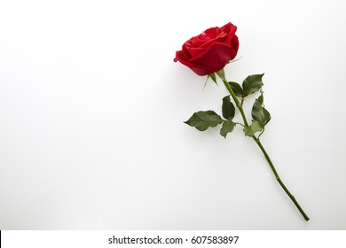 Single beautiful red rose isolated on white background