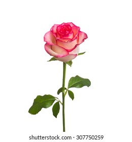 Single beautiful rose isolate on white stock photo edit now 307750259