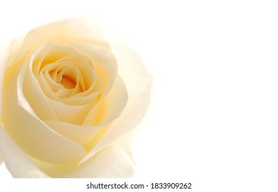 Single beautiful rose isolated on white background

