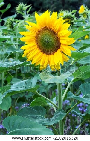 A single beautiful sunflower growing in a field. A crop that can be used either for cut flowers or left to develop seeds which then can be harvested for food