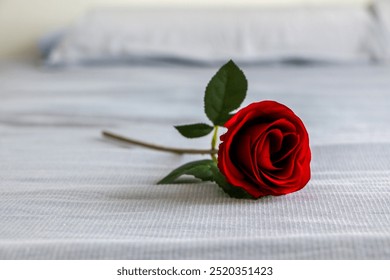 A single beautiful vivid red rose placed on blue bed, romantic gesture for valentine’s day or anniversary. Symbol of love and passion. - Powered by Shutterstock