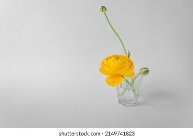 Single Beautiful Yellow Ranunculus Flower With Green Sprouts In A Glass Of Water, Isolated On White Background. Easter Holiday Arrangement.